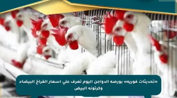 «تحديثات فورية» بورصة الدواجن اليوم تعرف على أسعار الفراخ البيضاء وكرتونة البيض
